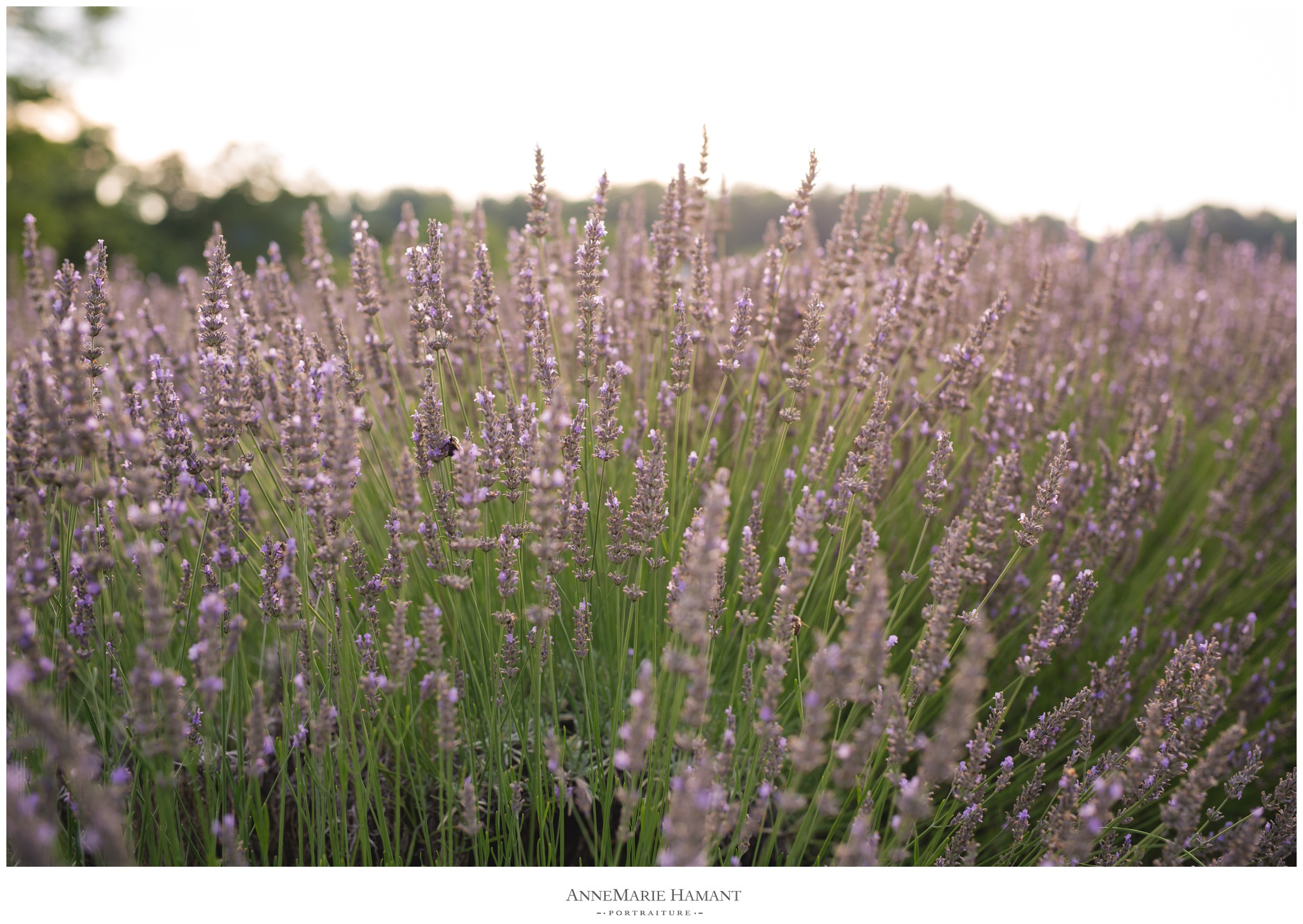 LehighValleyPhotographerAnneMarieHamant_0365.jpg