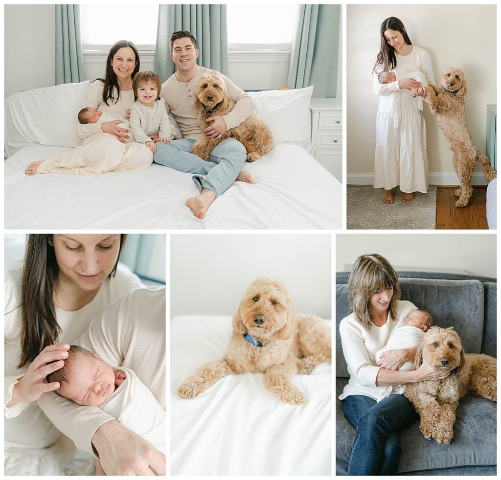 Goldendoodle joins in the family's newborn photos